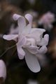 Magnolia stellata Rosea-2 Magnolia gwiaździsta